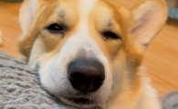 狗炎症有水状肿