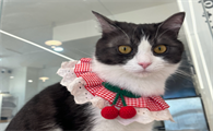 猫咪舔你的手代表什么呢