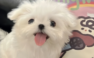如何预防狗狗趾间炎