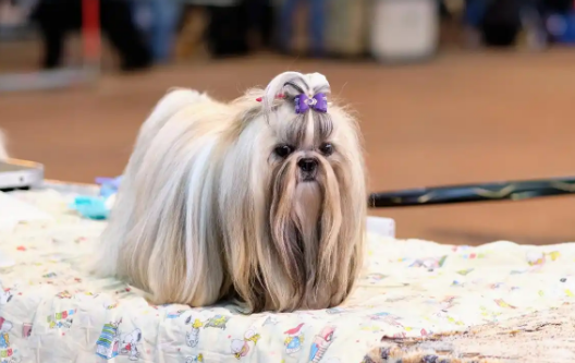 马尔济斯犬属于温顺还是烈性?快来看看~ 马尔济斯犬属于温顺还是烈性?快来看看~