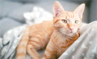 绝育后猫还会有发情迹象吗