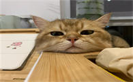宠物猫咪呼吸异常的表现