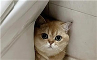 猫乱拉屎乱尿的原因是什么