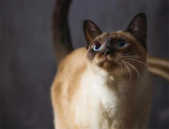 暹罗猫的预兆与寓意有哪些?快来看看吧~ 暹罗猫的预兆与寓意有哪些?快来看看吧~