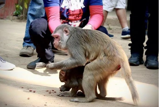 人猴冲突时有发生 什么是景区最优解 人猴冲突时有发生 什么是景区最优解