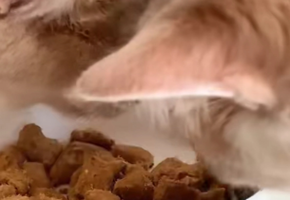 猫零食品牌有哪些?麦富迪全系列测评,这5款让主子疯狂上头! 猫零食品牌有哪些?麦富迪全系列测评,这5款让主子疯狂上头!