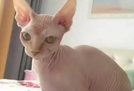 加拿大无毛猫:从自然奇观到家庭宠物 加拿大无毛猫:从自然奇观到家庭宠物