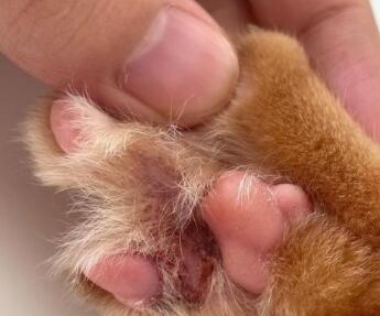 猫咪脚掌发烫，是发烧的明显信号吗