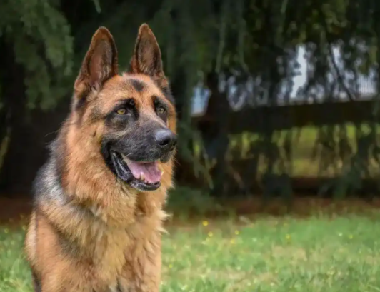 每天认识一种狗——德国牧羊犬：能当警犬能卖萌