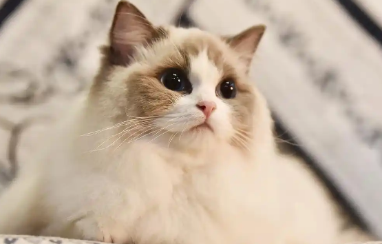 慢性猫胰腺炎和急性的有什么区别 慢性猫胰腺炎和急性的有什么区别