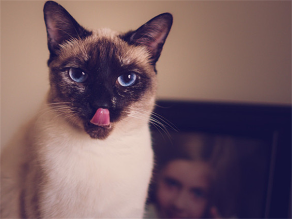 养猫不怕鬼！暹罗猫辟邪还是招邪呢？