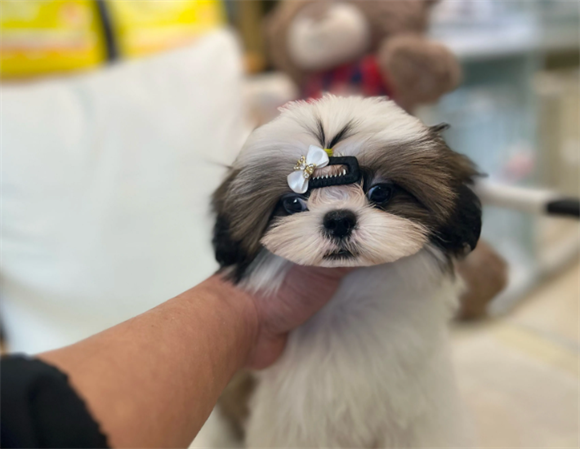 呵护西施犬肌肤:日常护理远离皮肤困扰 呵护西施犬肌肤:日常护理远离皮肤困扰