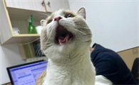 猫咪哮喘症状有哪些