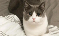 怎么判断猫咪要驱虫了