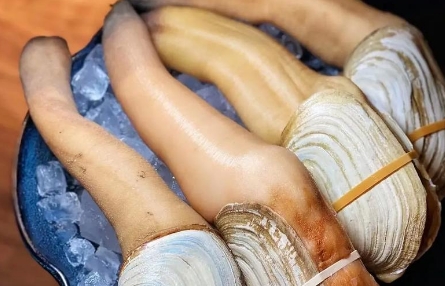 象拔蚌的蛋能吃吗