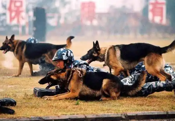 德国牧羊犬的5大缺点,就算想养也不敢养啊! 德国牧羊犬的5大缺点,就算想养也不敢养啊!