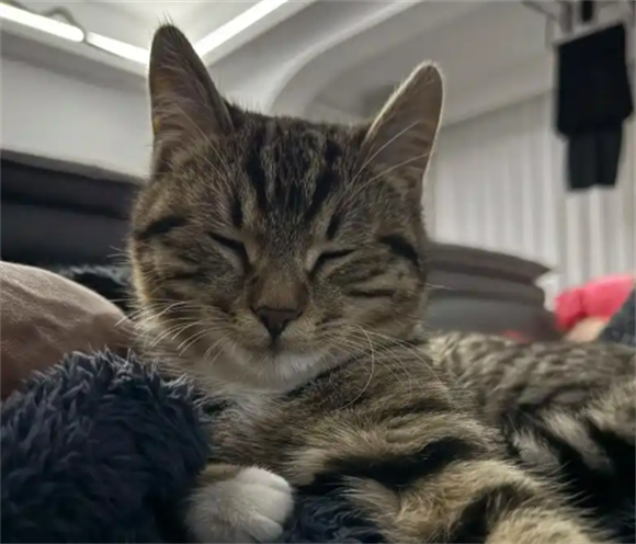 猫大肠杆菌感染如何治疗