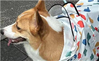 狗怀孕得尿道炎怎么治疗方法