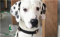 斑点狗纯不纯看哪里