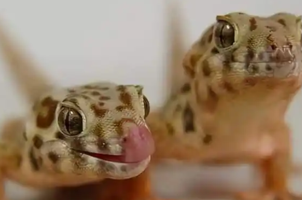 养“异宠”前必看!央视起底危险异宠饲养隐患 养“异宠”前必看!央视起底危险异宠饲养隐患