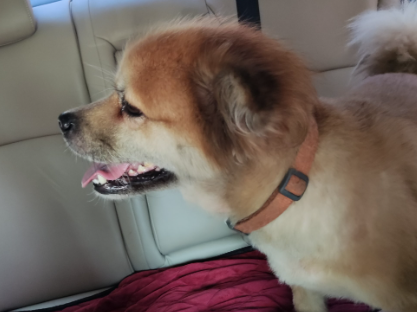 狗尿失禁怎么治疗 狗尿失禁怎么治疗