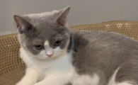 猫咪黄疸是怎么引起的