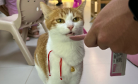 猫咪躺地上翻滚啥意思