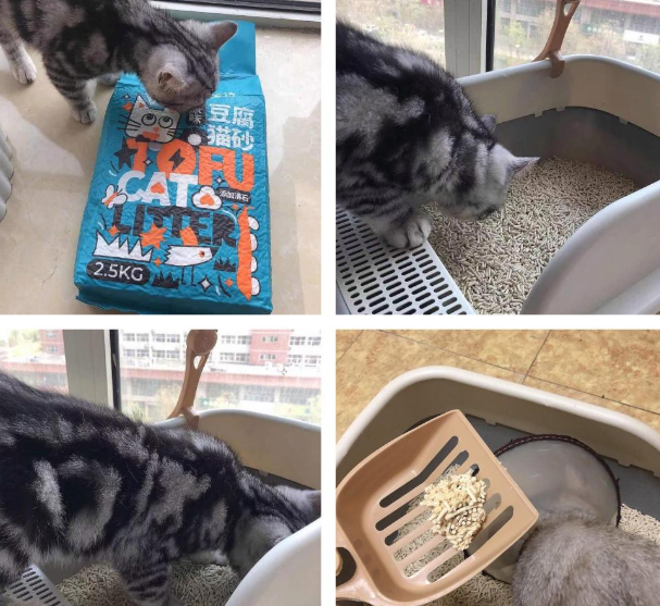 超好用的猫砂推荐——倍美特沸石豆腐猫砂