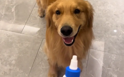 主人拿出洗耳液,狗子很自觉的躺在沙发上,并把耳朵翻过来 主人拿出洗耳液,狗子很自觉的躺在沙发上,并把耳朵翻过来