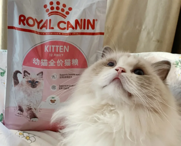 适口性高的猫粮——皇家猫粮实测：挑嘴猫狂炫，家长直呼真香！