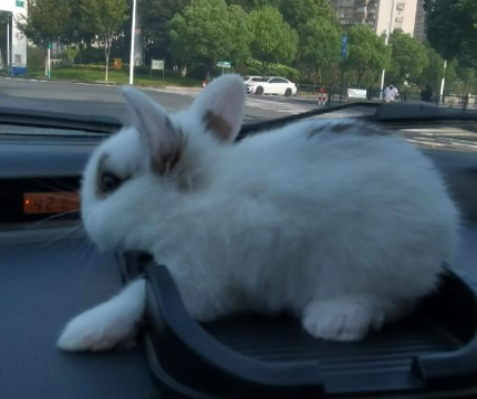 茶杯兔的价格因素：从品种到品质的考量