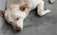 狗狗犬瘟热后期症状