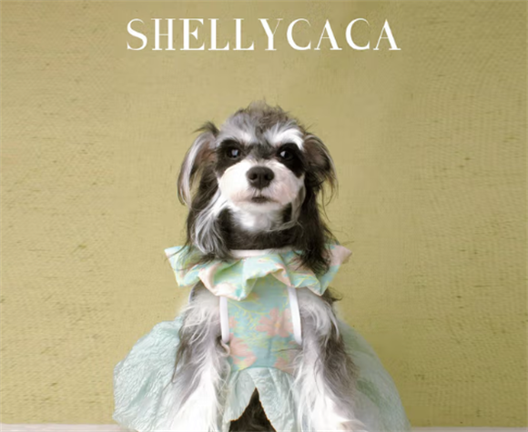 SHELLYCACA宠物服装有前景吗？从市场到产品，看其突围潜力