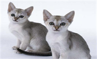 猫体型小的品种有哪些