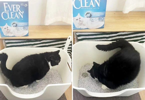 膨润土猫砂什么牌子好?铂钻膨润土猫砂开启猫砂盆异味终结战 膨润土猫砂什么牌子好?铂钻膨润土猫砂开启猫砂盆异味终结战