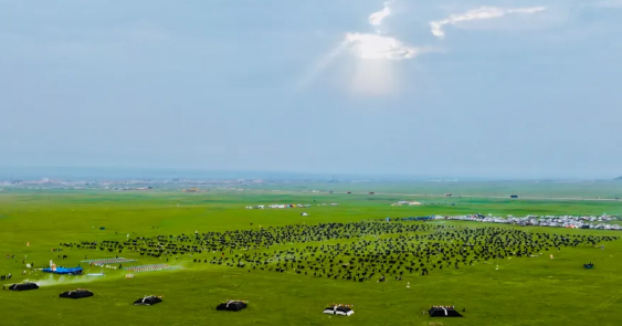 天峻黑牦牛从高原走向世界 天峻黑牦牛从高原走向世界