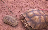 非洲折背陆龟的繁殖奥秘：卵生特性与孵化之道