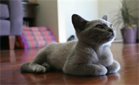 猫咪暴躁的叫声是怎么样的