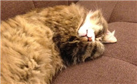 猫不在窝里睡觉怎么办