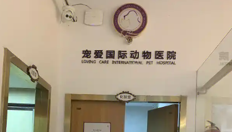 宠爱国际以爱为名,定义宠物医疗新温度 宠爱国际以爱为名,定义宠物医疗新温度