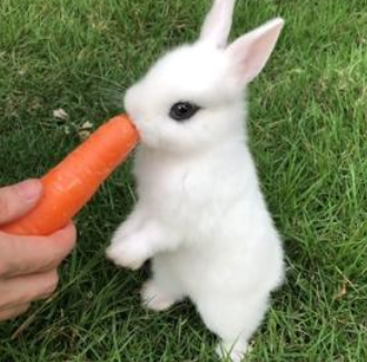 茶杯兔的价格因素：从品种到品质的考量