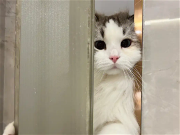 猫咪生化检查多少钱