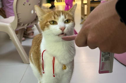 猫咪躺地上翻滚啥意思 猫咪躺地上翻滚啥意思