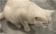 猫咪尿闭三天后膀胱炎怎么治疗