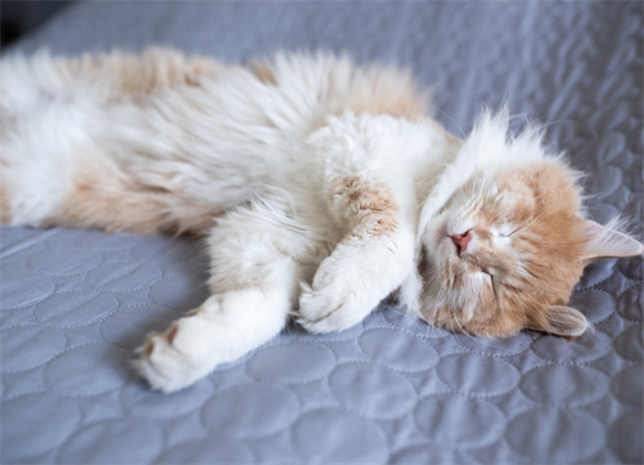 猫咪舔毛谁地位高吗