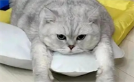 猫咪食欲差是什么原因
