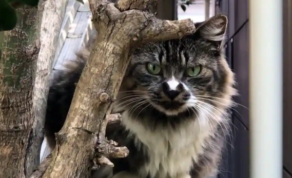 流浪猫因“长得凶”被嫌弃,无奈把小猫主动送给小哥 流浪猫因“长得凶”被嫌弃,无奈把小猫主动送给小哥