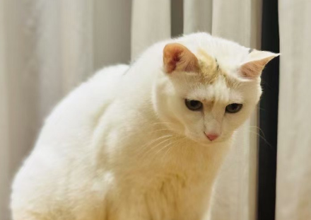 猫的毛球性胃炎症状有哪些