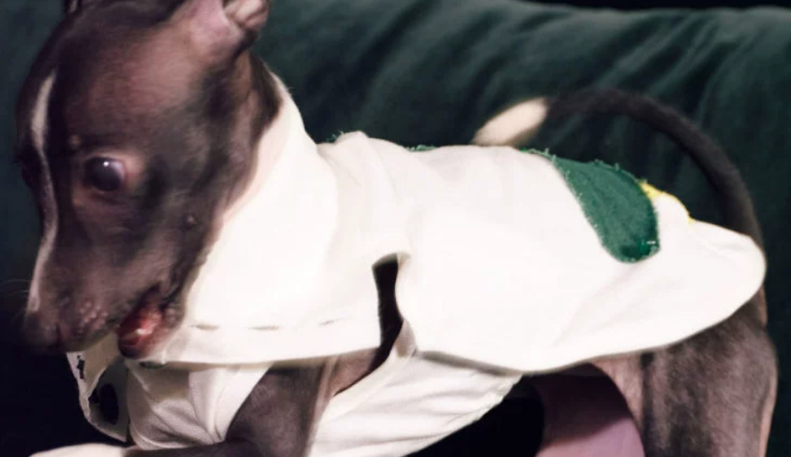 DOG ON THE MOON柠檬贴布绣背心,清爽与可爱双在线 DOG ON THE MOON柠檬贴布绣背心,清爽与可爱双在线