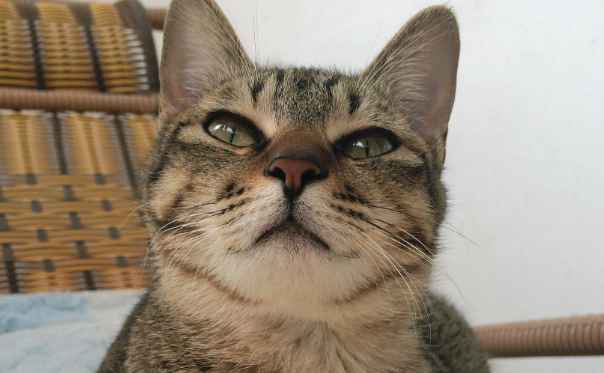 探秘中华雀猫:独特外观与卓越能力的完美结合-宠物网